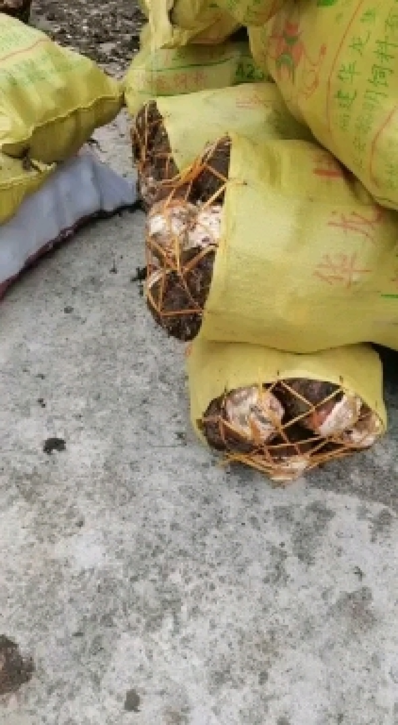 福建省长汀槟榔芋芋头