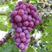 玫瑰香葡萄树苗优质嫁接葡萄树苗品种齐全量大从优