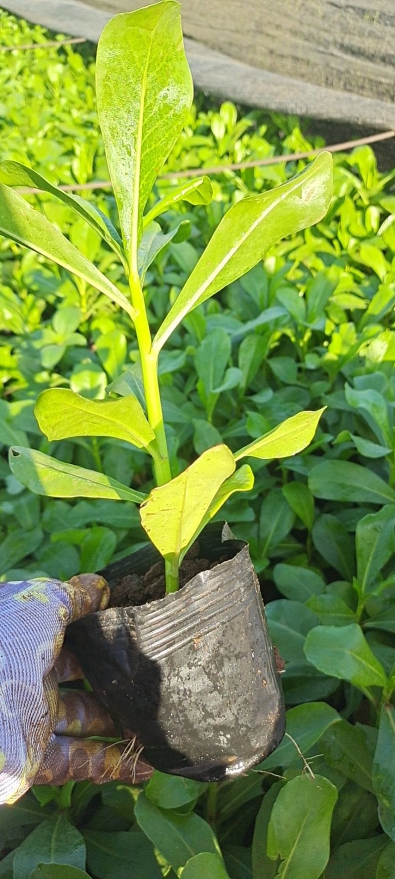 草海桐欢迎光顾。。。