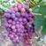 玫瑰香葡萄树苗优质嫁接葡萄树苗品种齐全量大从优