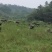 野生放养水牛，大量出售