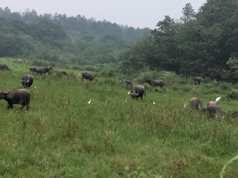野生放养水牛，大量出售