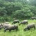 野生放养水牛，大量出售