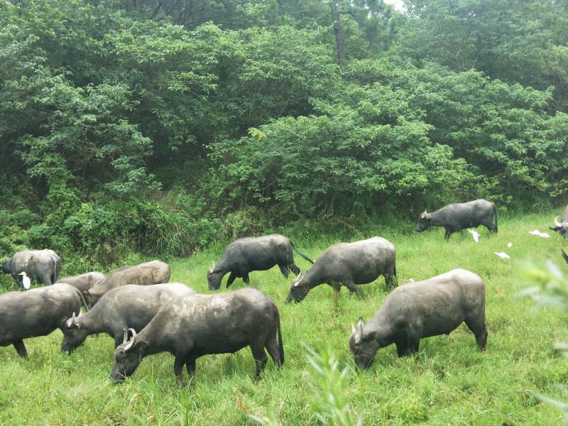 野生放养水牛，大量出售