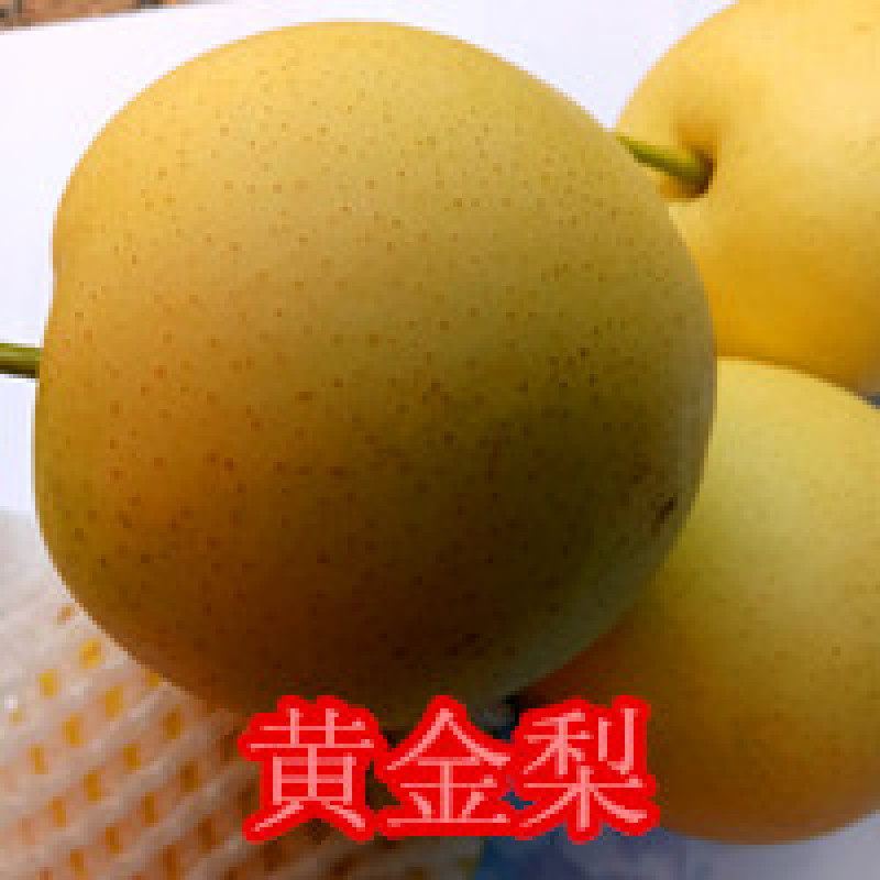 梨树苗早香酥红梨黄金梨南北方田园庭院大棚种植基地直发包邮