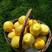 黄金油桃树苗优质嫁接油桃苗适合各地种植量大详询客服