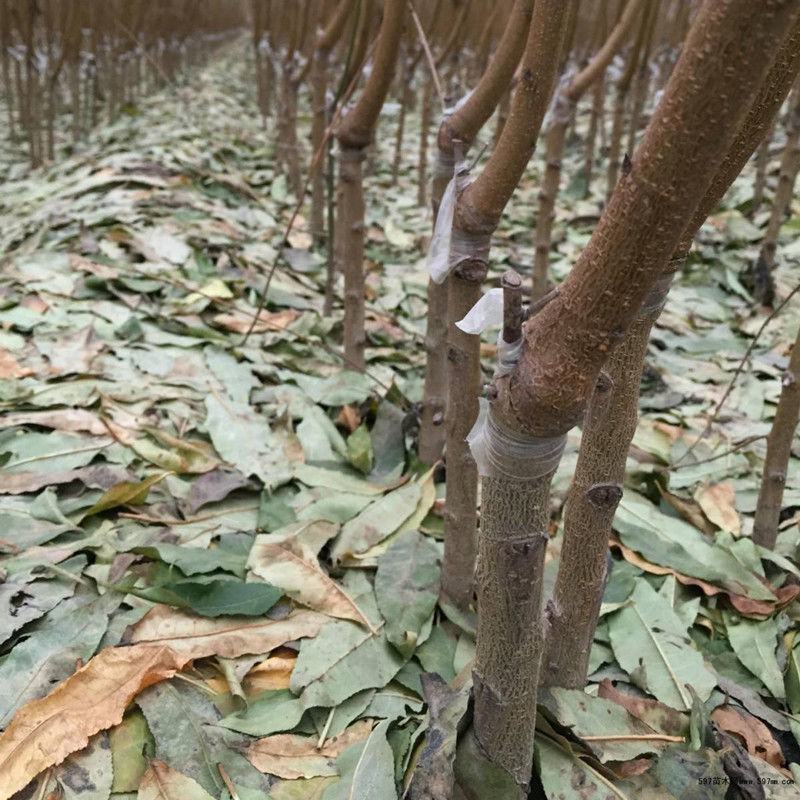 黄金油桃树苗优质嫁接油桃苗适合各地种植量大详询客服