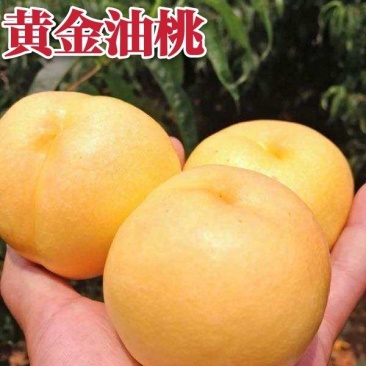 黄金油桃树苗优质嫁接油桃苗适合各地种植量大详询客服