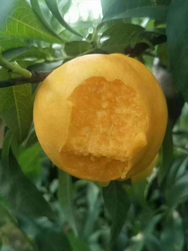 黄金油桃树苗优质嫁接油桃苗适合各地种植量大详询客服