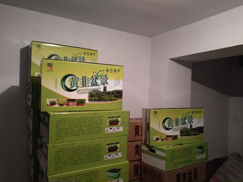 盆栽韭菜黄韭盆景南宫特产韭菜根苗紫根小叶礼品