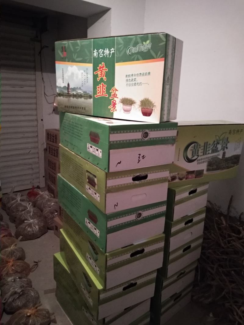 盆栽韭菜黄韭盆景南宫特产韭菜根苗紫根小叶礼品