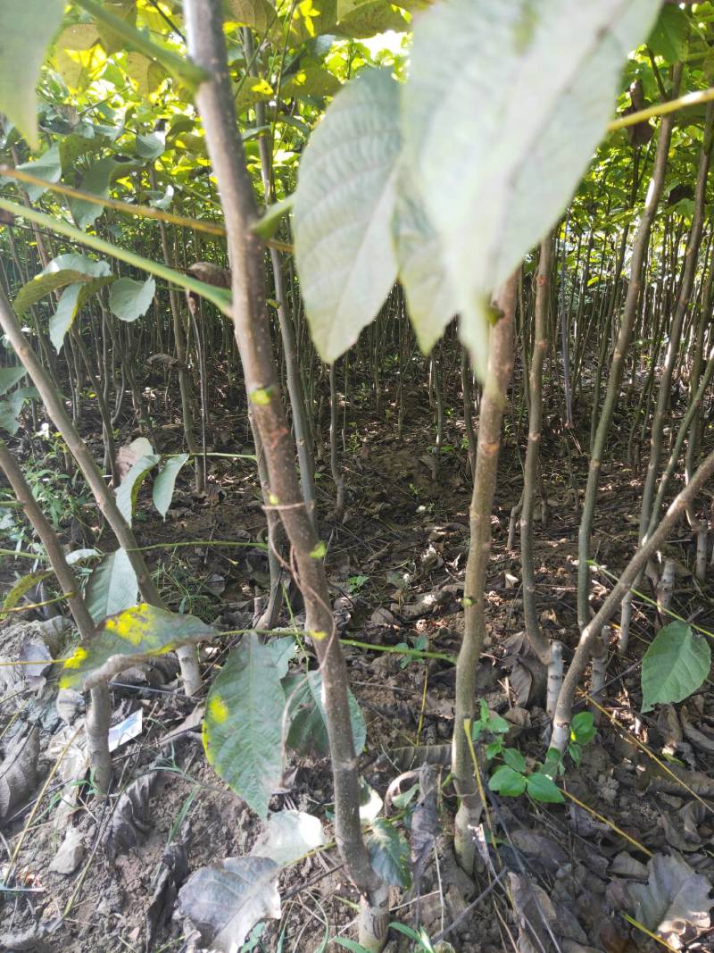 核桃树苗，薄皮核桃香玲核桃南北方种植技术指导包邮