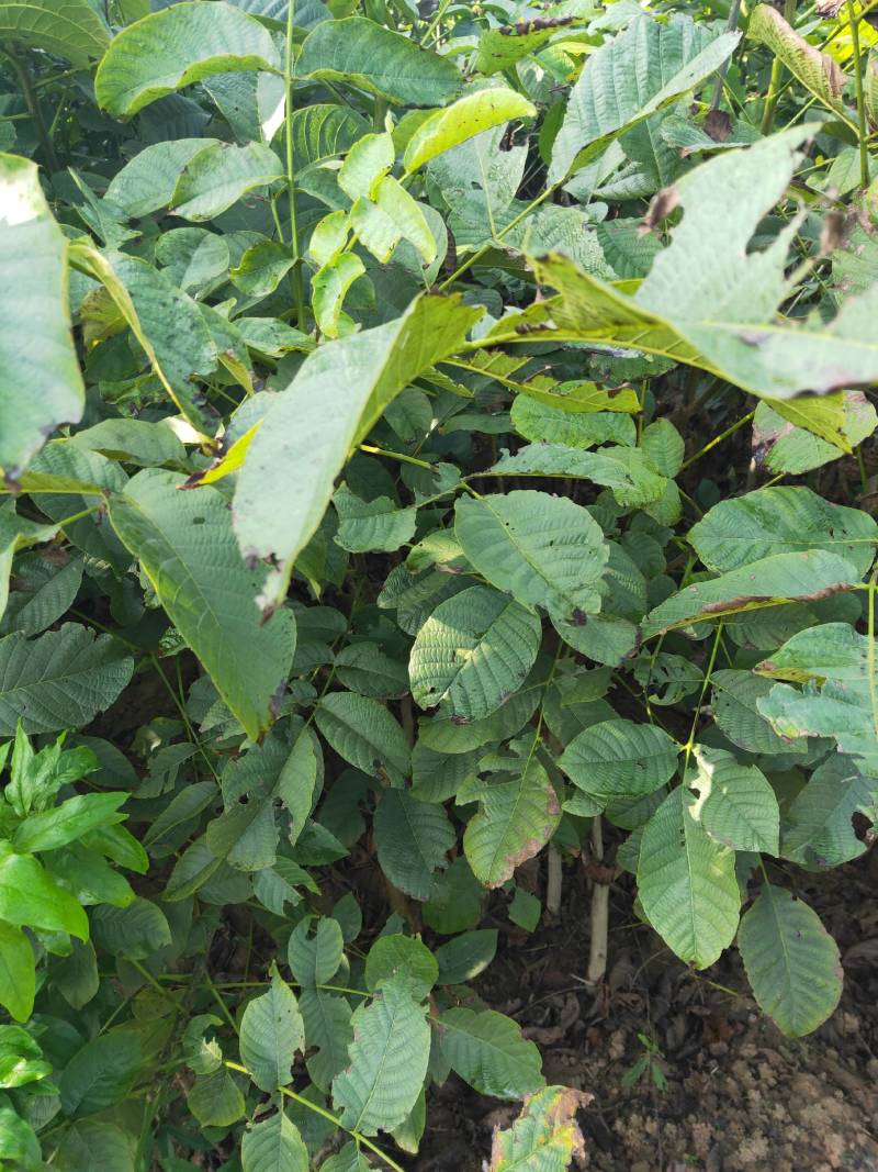 核桃树苗，薄皮核桃香玲核桃南北方种植技术指导包邮