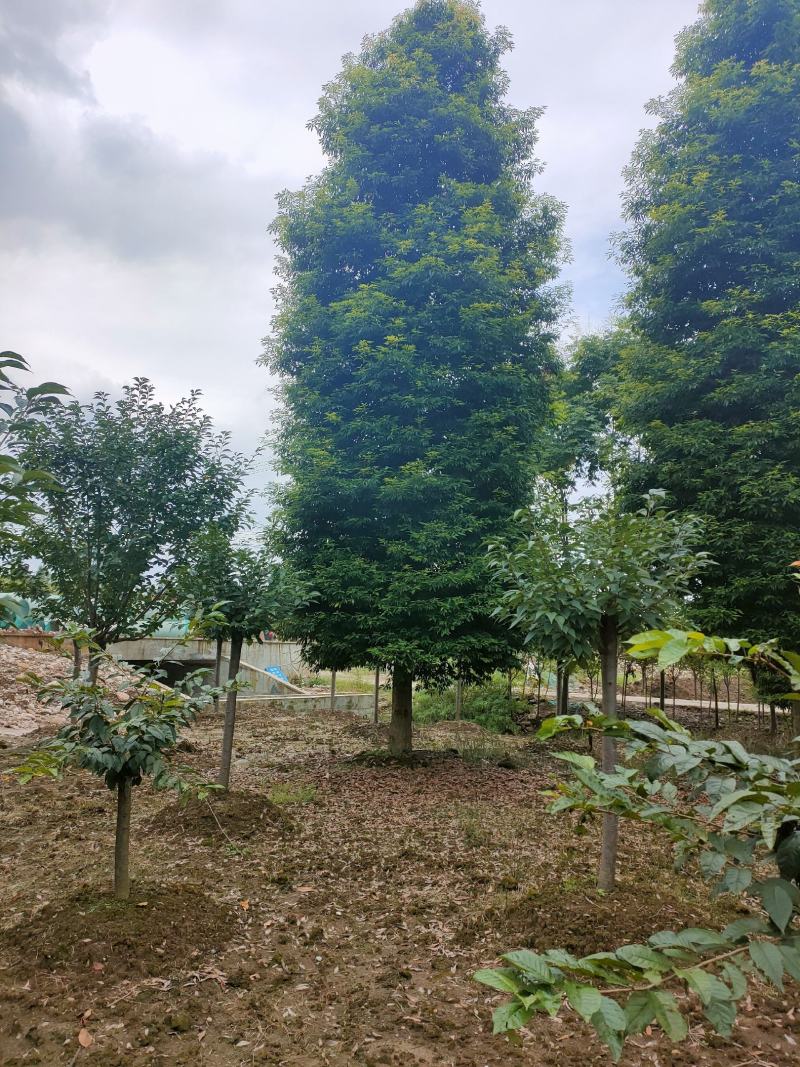 小叶桢楠金丝楠木桢楠生产基地直销优势大量出售中