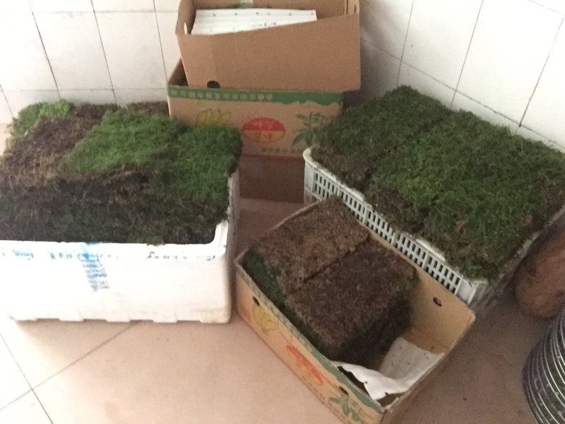 苔藓匍灯藓非人工栽培，单片30cm*15cm