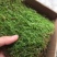 苔藓匍灯藓非人工栽培，单片30cm*15cm