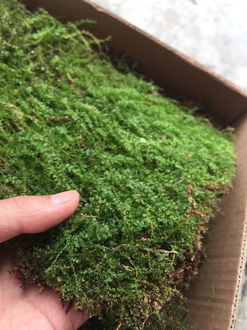 苔藓匍灯藓非人工栽培，单片30cm*15cm