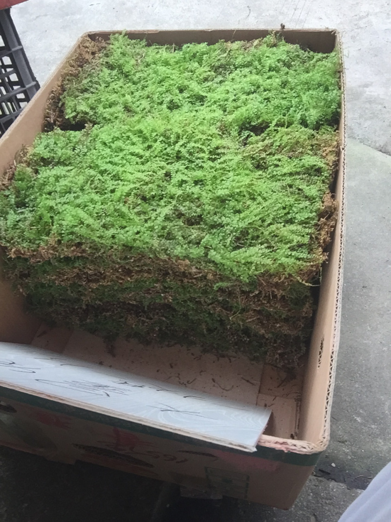 苔藓匍灯藓非人工栽培，单片30cm*15cm
