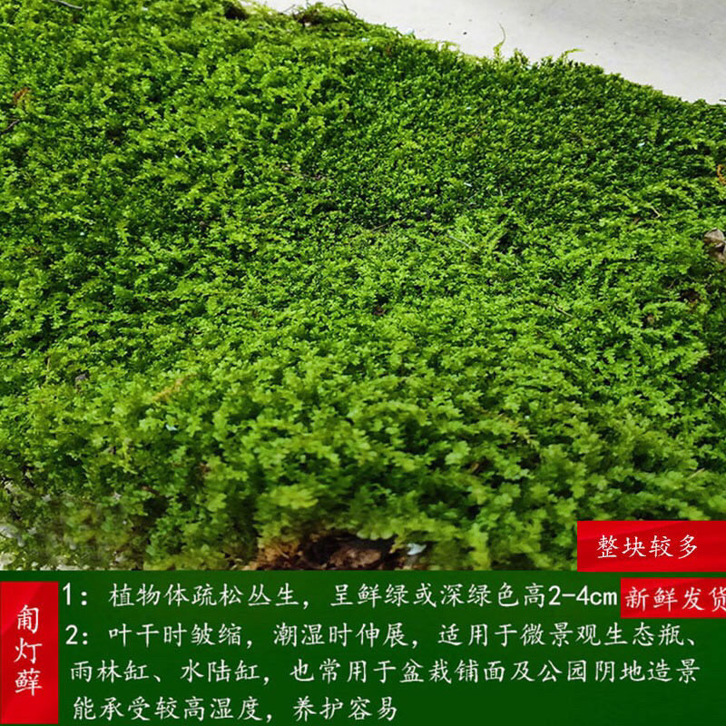 苔藓匍灯藓非人工栽培，单片30cm*15cm