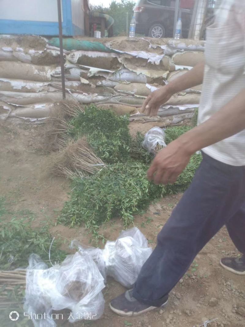 红心软籽石榴树苗，一年生苗子，保证纯度，产地直发