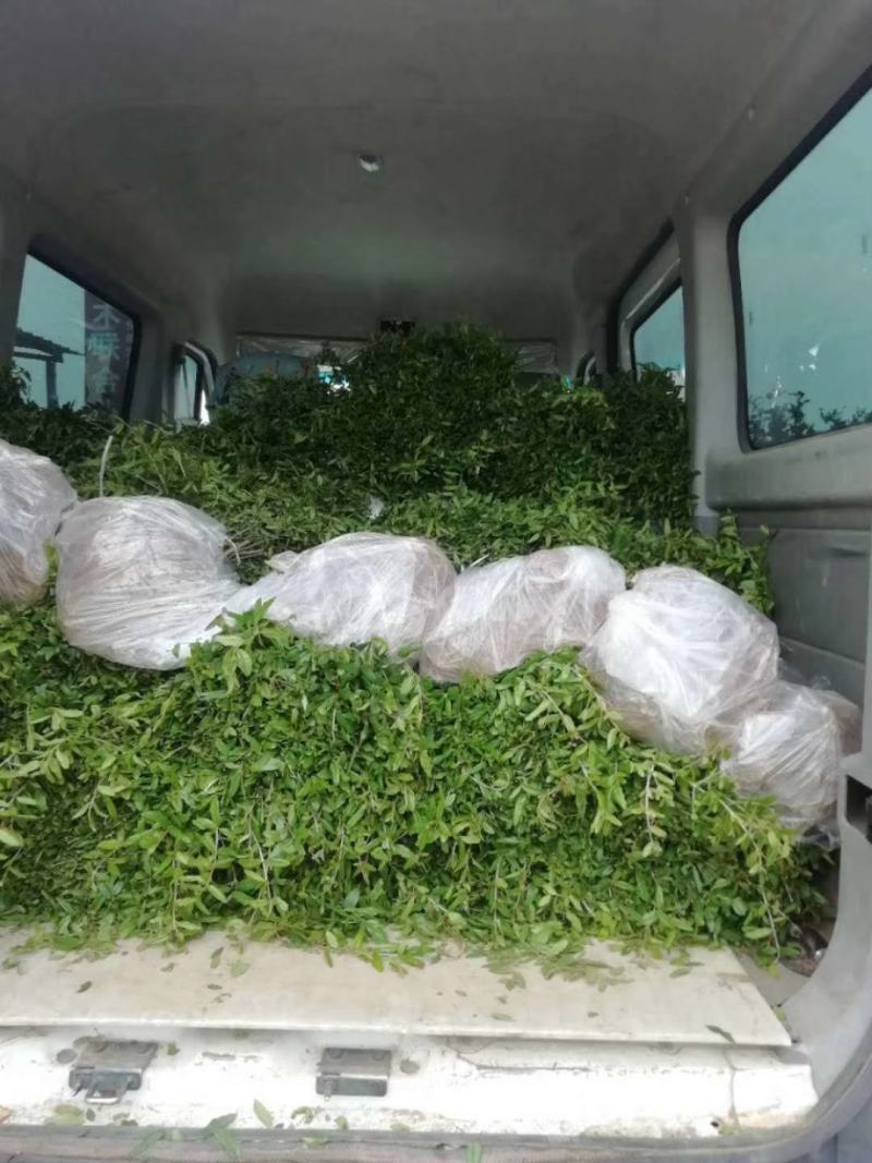 红心软籽石榴树苗，一年生苗子，保证纯度，产地直发