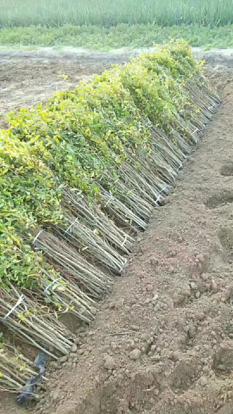 红心软籽石榴树苗，一年生苗子，保证纯度，产地直发