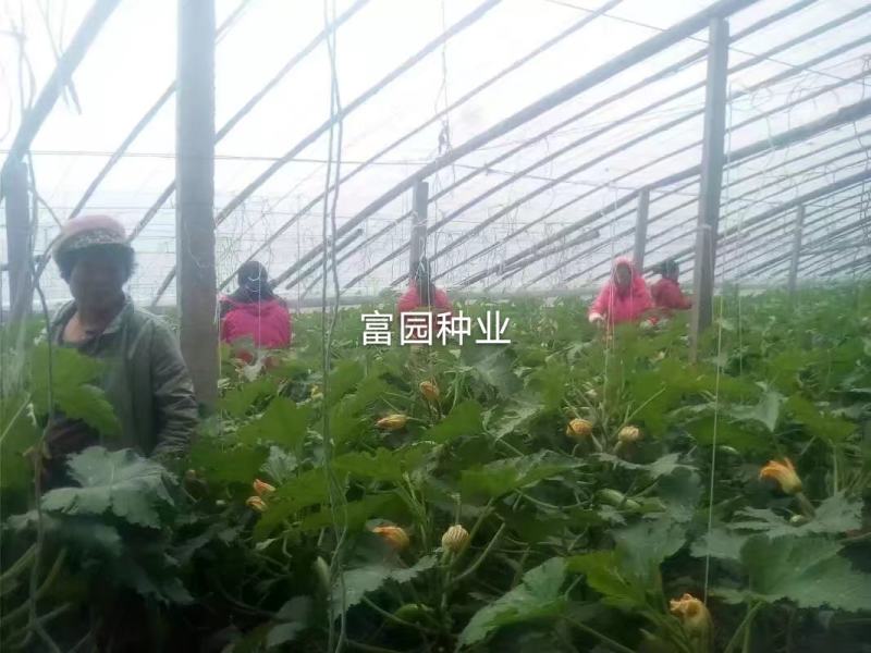 西葫芦种子高产抗高温油亮抗病毒越夏秋季进口