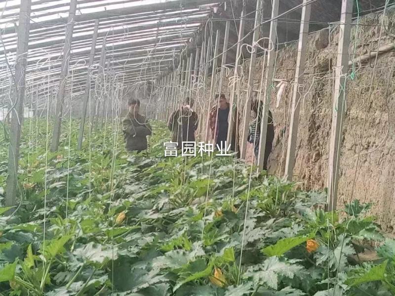 西葫芦种子高产抗高温油亮抗病毒越夏秋季进口