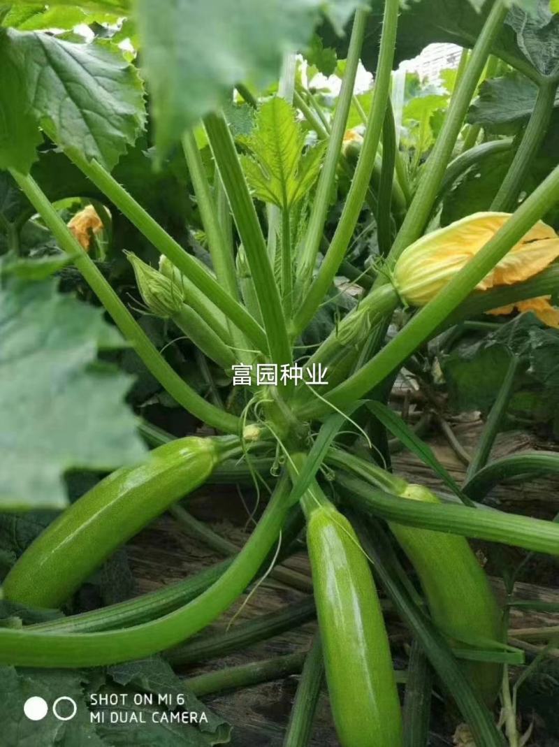 西葫芦种子高产抗高温油亮抗病毒越夏秋季进口