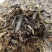 云南普洱生茶，2018年邦崴古树茶，茶气足，适合存放