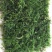 苔藓匍灯藓非人工栽培，单片30cm*15cm
