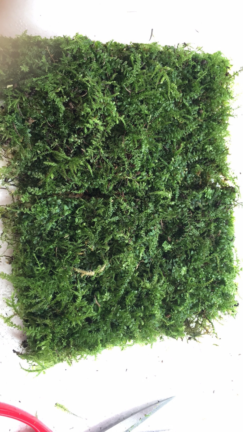 苔藓匍灯藓非人工栽培，单片30cm*15cm