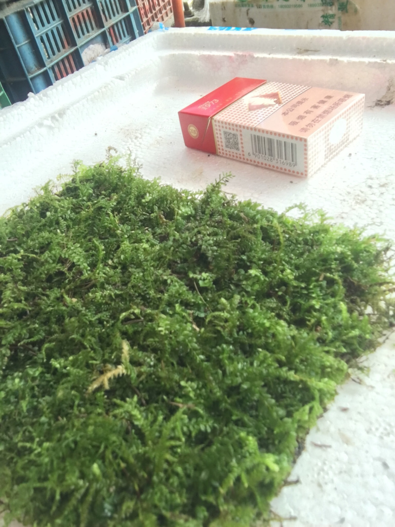 苔藓匍灯藓非人工栽培，单片30cm*15cm