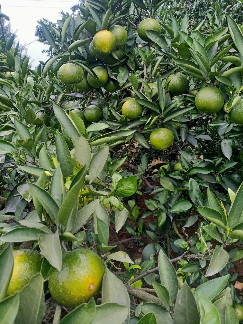 早熟蜜橘寻找实力采购商
