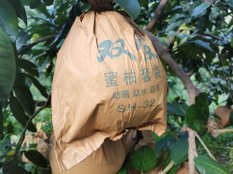红心柚基地直发欢迎采购欢迎采购欢迎采购欢迎采购欢迎采购欢