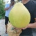 红心柚基地直发欢迎采购欢迎采购欢迎采购欢迎采购欢迎采购欢