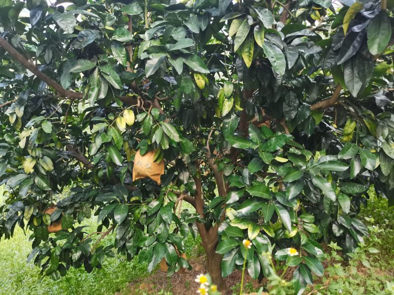 红心柚基地直发欢迎采购欢迎采购欢迎采购欢迎采购欢迎采购欢