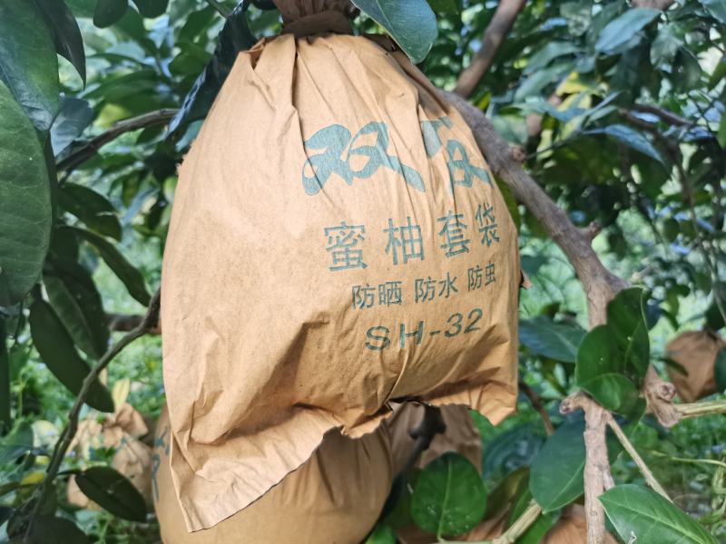 红心柚基地直发欢迎采购欢迎采购欢迎采购欢迎采购欢迎采购欢
