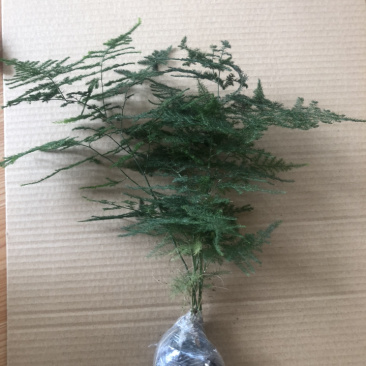 精品文竹电商专用自产青州基地年产30万供货