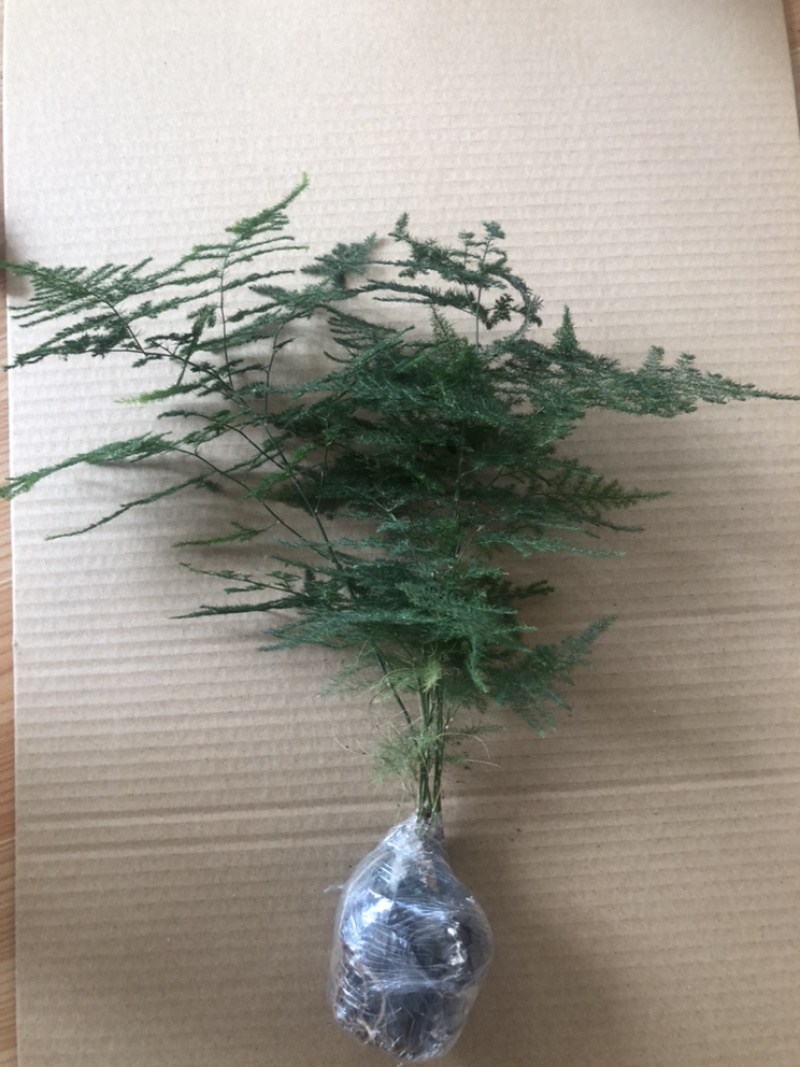 精品文竹电商专用自产青州基地年产30万供货