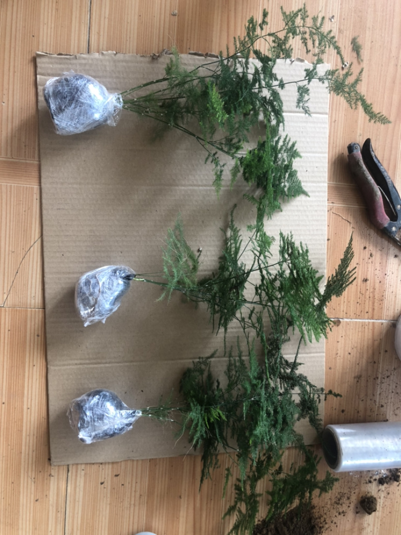 精品文竹电商专用自产青州基地年产30万供货