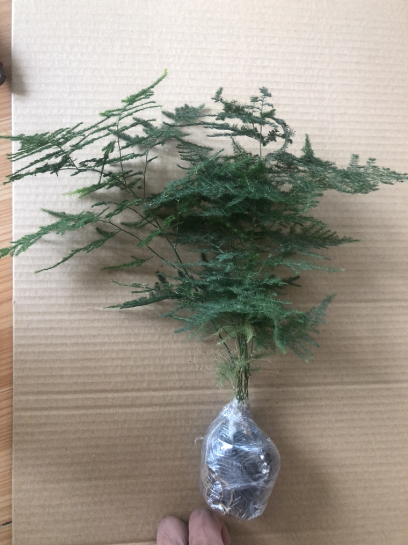 精品文竹电商专用自产青州基地年产30万供货