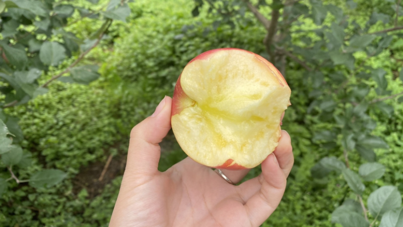 新鲜水果产业链，欢迎一起共赢，四川大凉山苹果