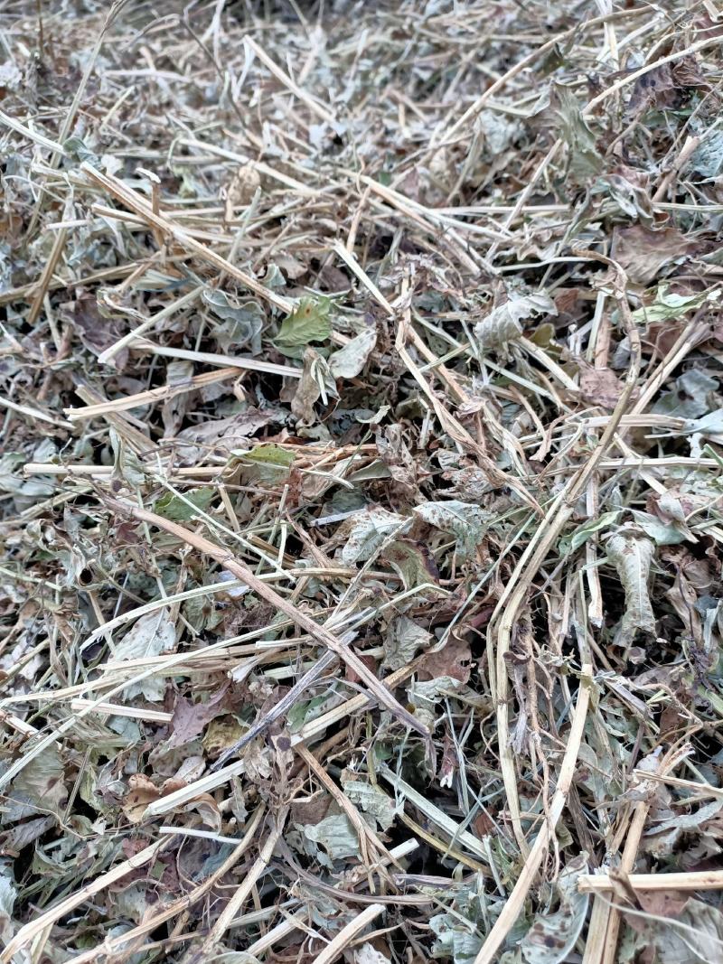 花生秧草料常年加工花生秸秆收售花生秧原草