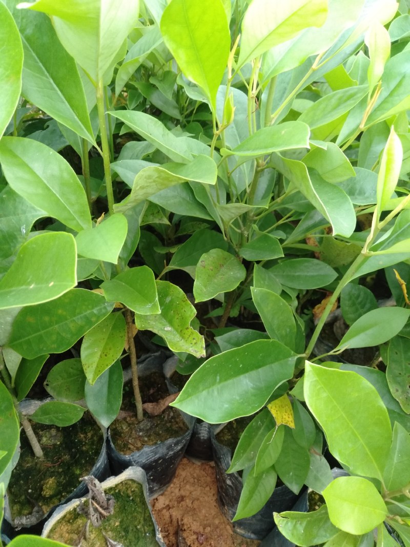 火历楠，楠木，大量出售杯苗，地苗