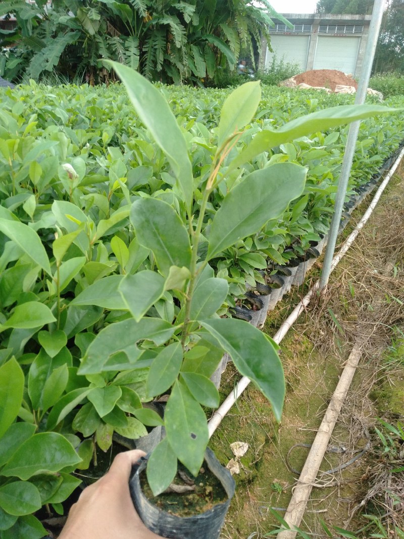 火历楠，楠木，大量出售杯苗，地苗