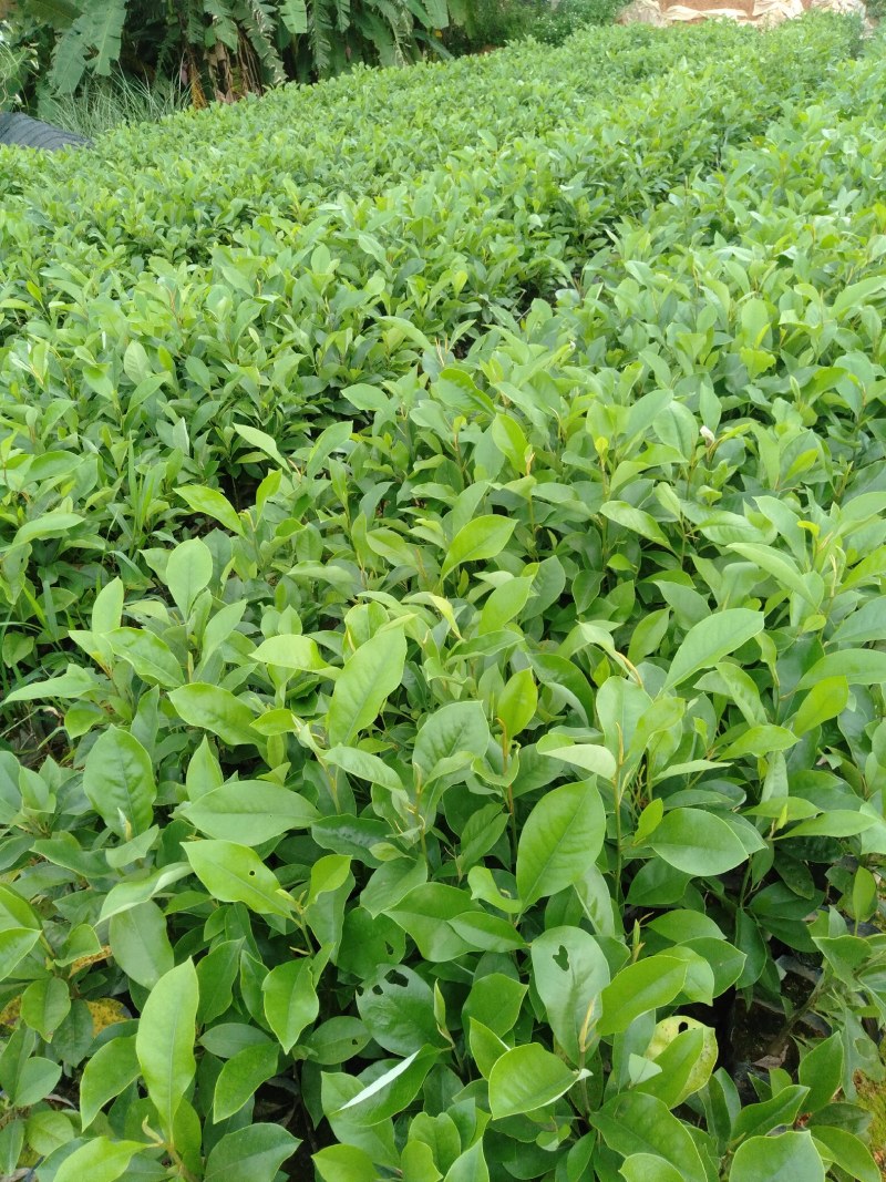 火历楠，楠木，大量出售杯苗，地苗