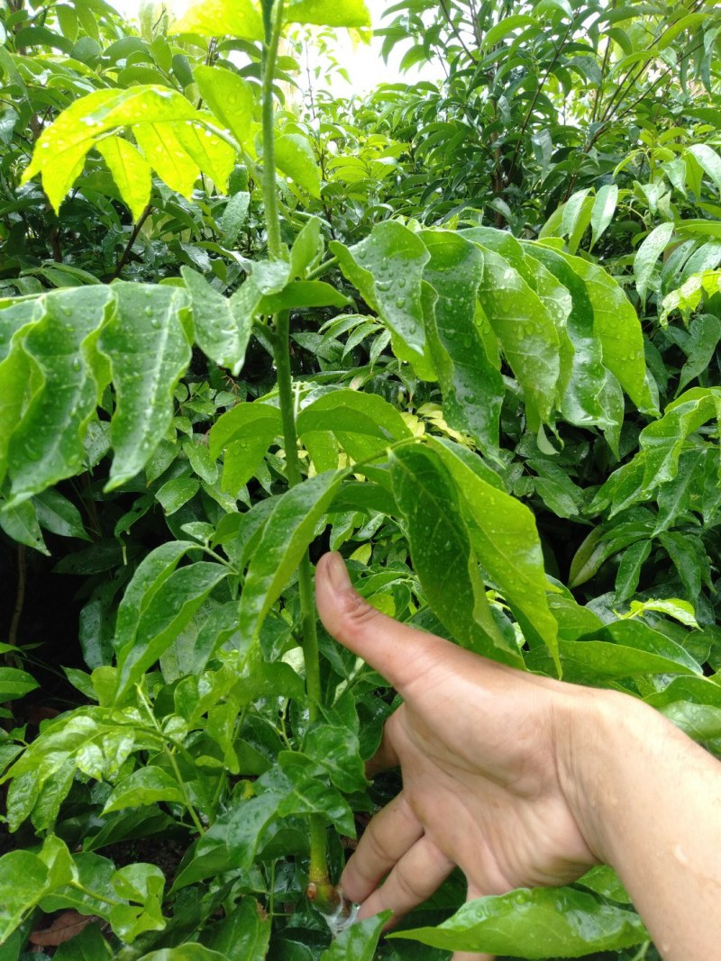 黑黄皮苗，贵妃黄皮苗，紫肉黄皮苗正品嫁接，产地直销