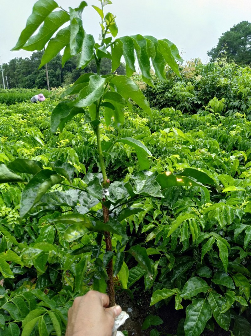 黑黄皮苗，贵妃黄皮苗，紫肉黄皮苗正品嫁接，产地直销