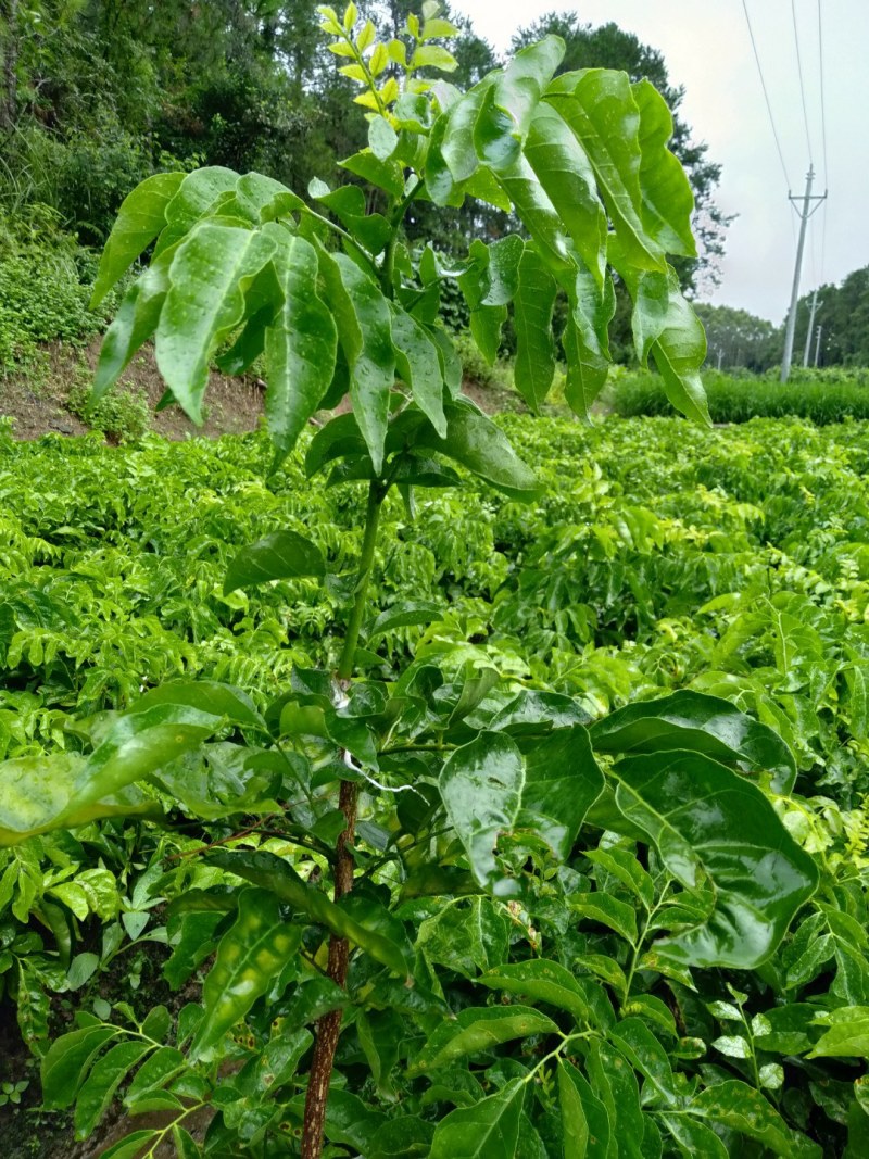 黑黄皮苗，贵妃黄皮苗，紫肉黄皮苗正品嫁接，产地直销